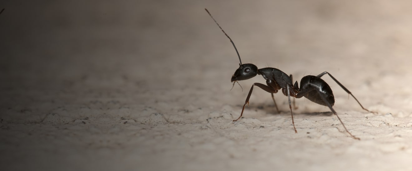 Best Pest Control in the San Fernando Valley 