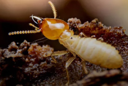 Termite_Treatment
