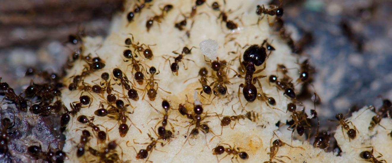 The Real Reason DIY Ant Control Fails in Southern California