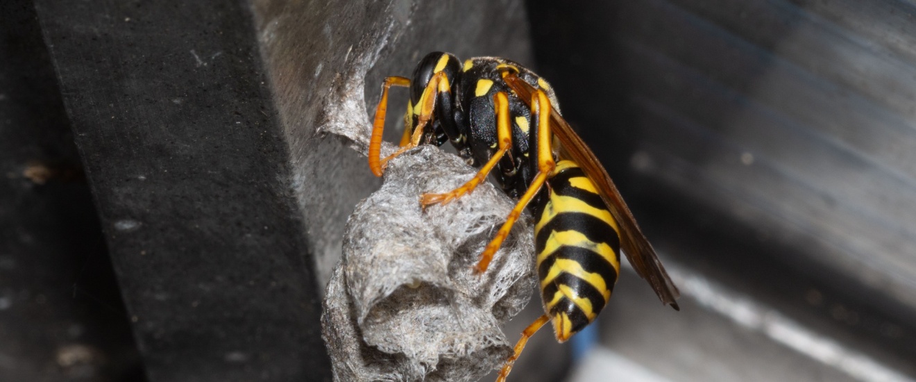 Wasp Season in Southern California: When to Watch Out and What to Do