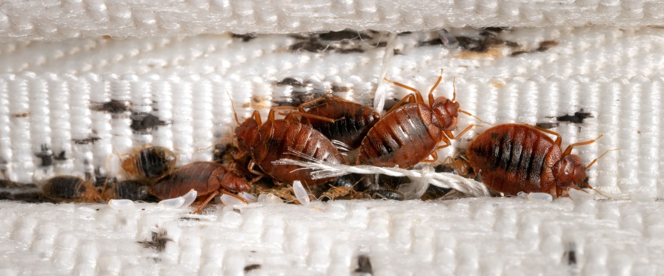 Bed Bugs in LA Apartments: Who’s Responsible—Tenant or Landlord?
