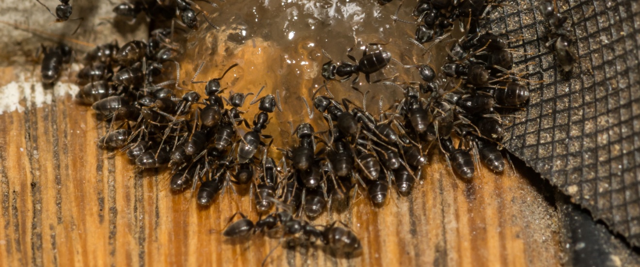 How to Ant-Proof Your LA Home This Summer