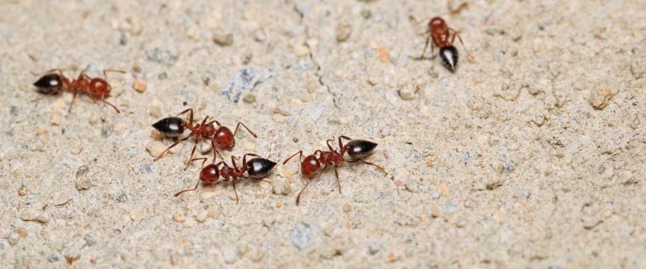 Why Are Ants Invading My Home in Los Angeles?