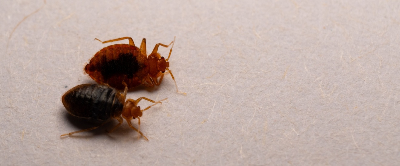 How to Tell If You Have Bed Bugs in Your Los Angeles Home