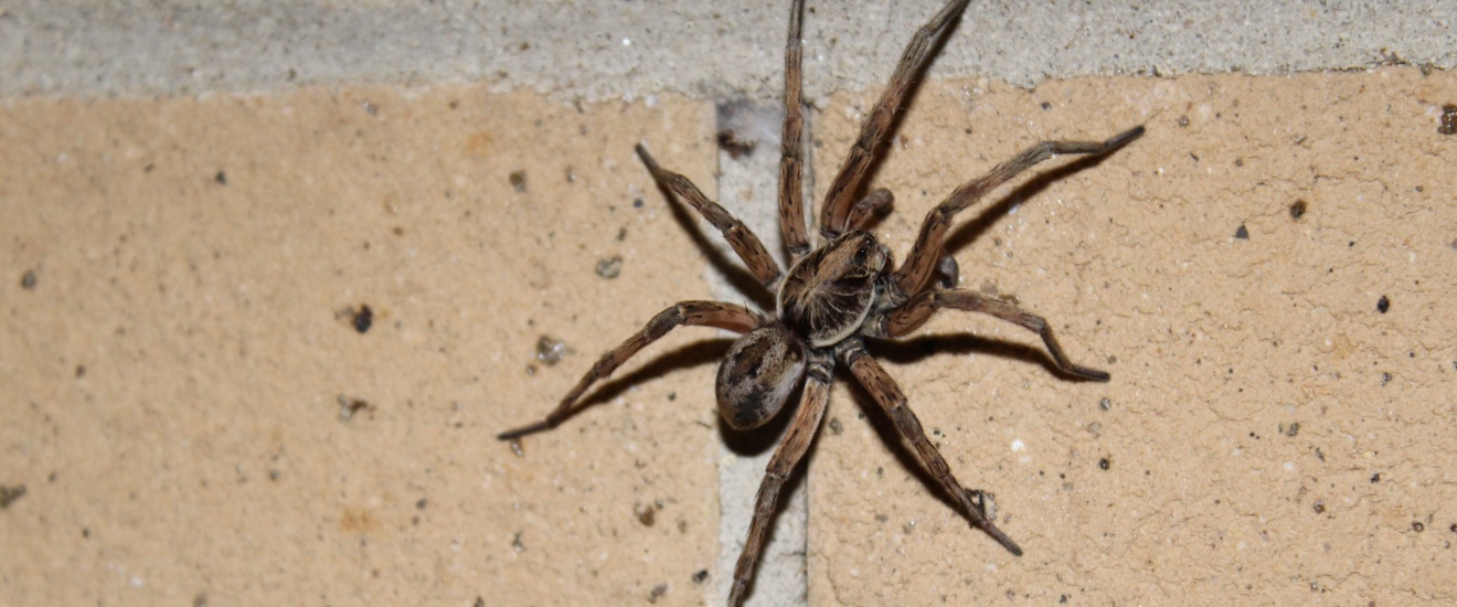 Why Spiders Love Southern California Homes (and How to Keep Them Out)