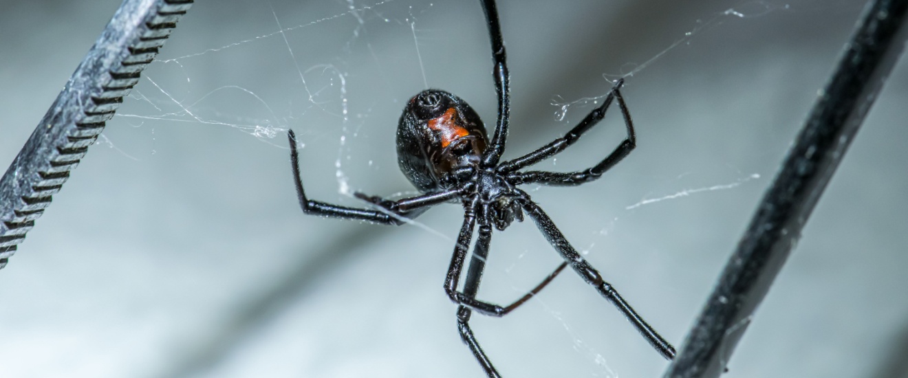 Are Black Widow Spiders a Problem in Los Angeles? What You Need to Know