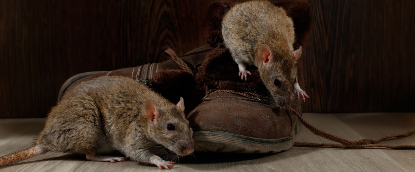 Are Rats a Problem in Los Angeles? What Every Homeowner Should Know