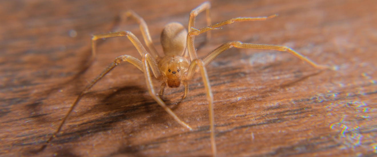 Common Spiders in Los Angeles Homes and How to Identify Them
