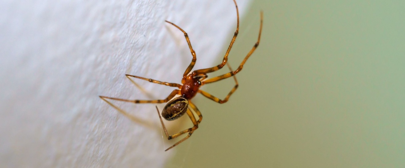 Natural Spider Control Tips for Los Angeles Homeowners