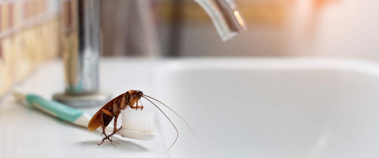 Are Cockroaches a Health Risk in LA Homes?