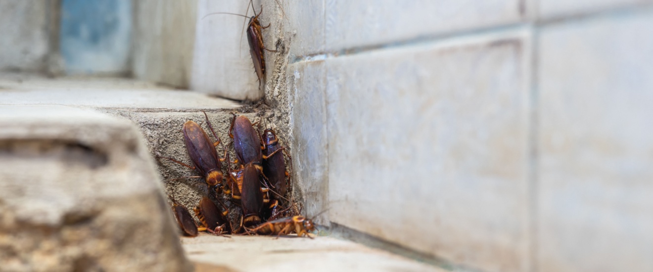 DIY Cockroach Control vs. Professional Treatments in Los Angeles