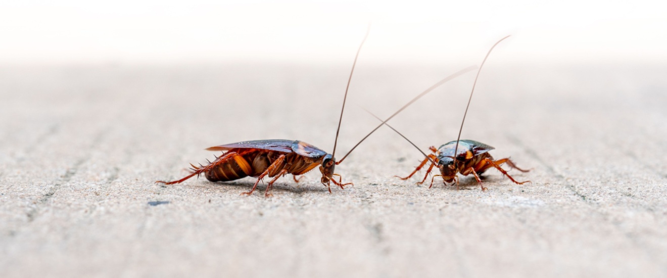 Cockroach Control Experts in the San Fernando Valley
