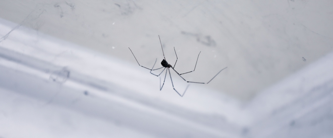 Spider Infestations in LA: Signs You Need Professional Pest Control