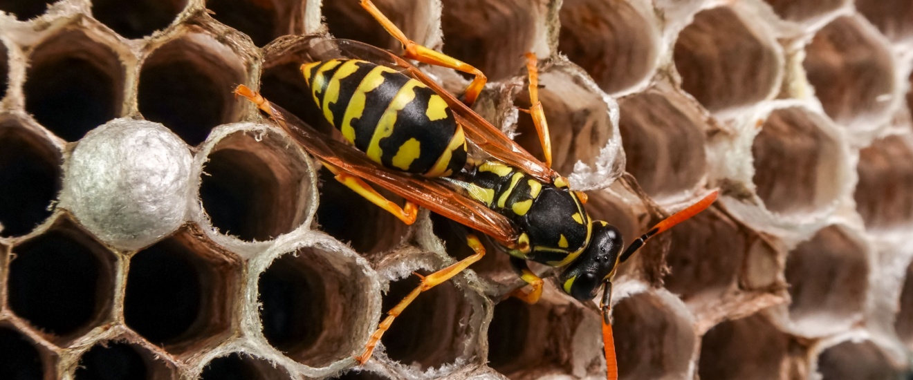 Are Wasps Invading Your Los Angeles Home?