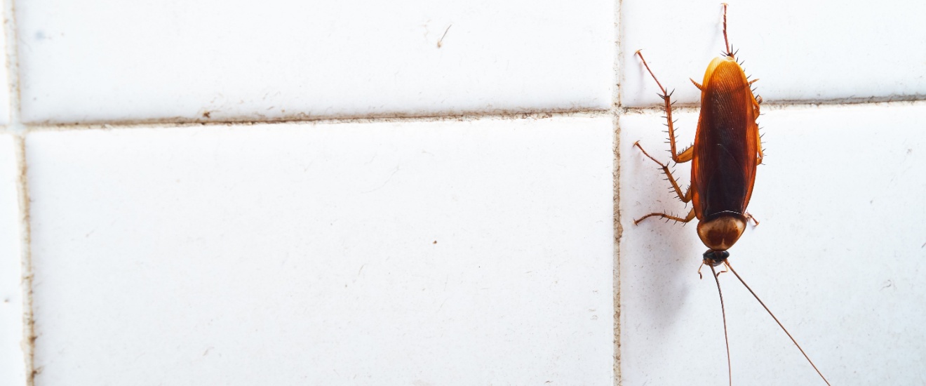 Top 8 Reasons to Choose Pest-R-Us Pest Services for Cockroach Control