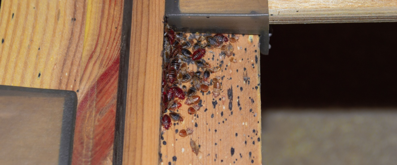 Who’s the #1 Exterminator for Bed Bug Infestations in Santa Clarita, CA?
