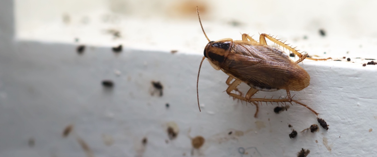 Who’s the Best Pest Control Company for Getting Rid of Cockroaches in Santa Clarita, CA?