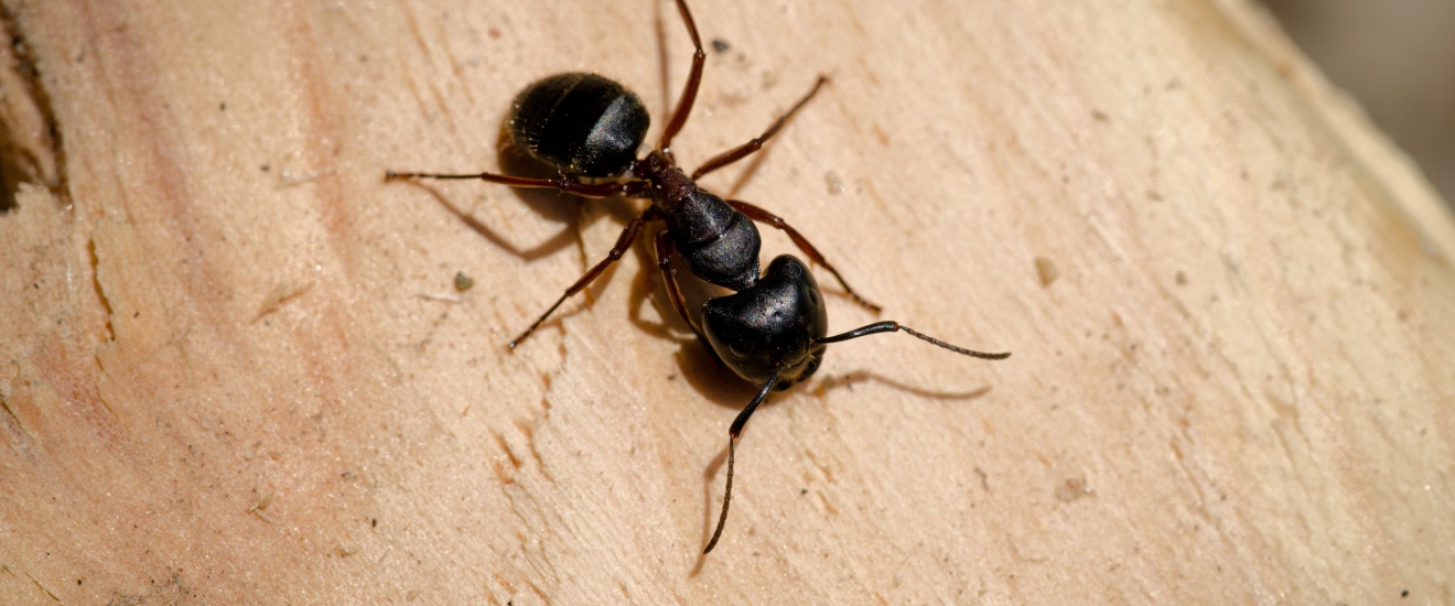 Who’s the Best Exterminator for Getting Rid of Ants in Santa Clarita, CA?