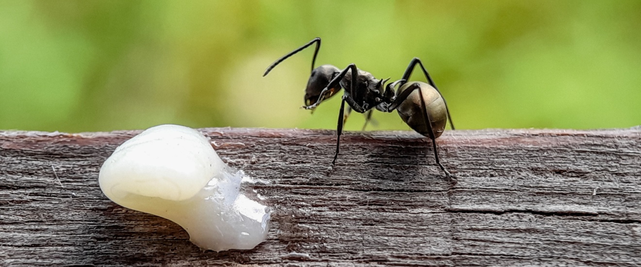 Top 8 Reasons to Choose Pest R Us Pest Services for Ant Control