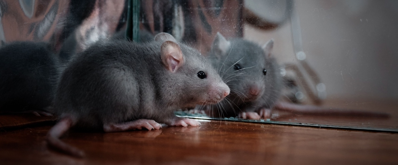Who’s the Best Exterminator for Rodent-Proofing Your Home in Santa Clarita, CA?