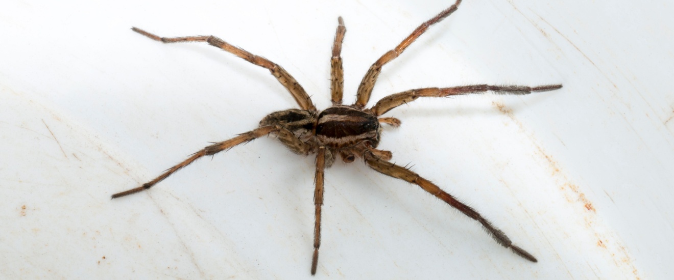 Who’s the Best Exterminator for Getting Rid of Spiders in Santa Clarita, CA?