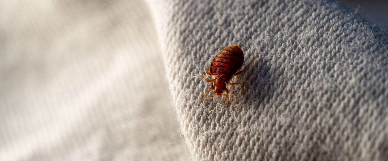 Who’s the Best Pest Control Company for Getting Rid of Bed Bugs in Santa Clarita, CA?