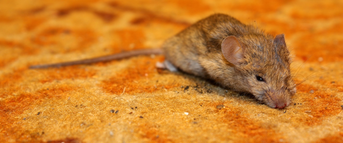 Top 8 Reasons to Choose Pest-R-Us Pest Services for Rodent Control