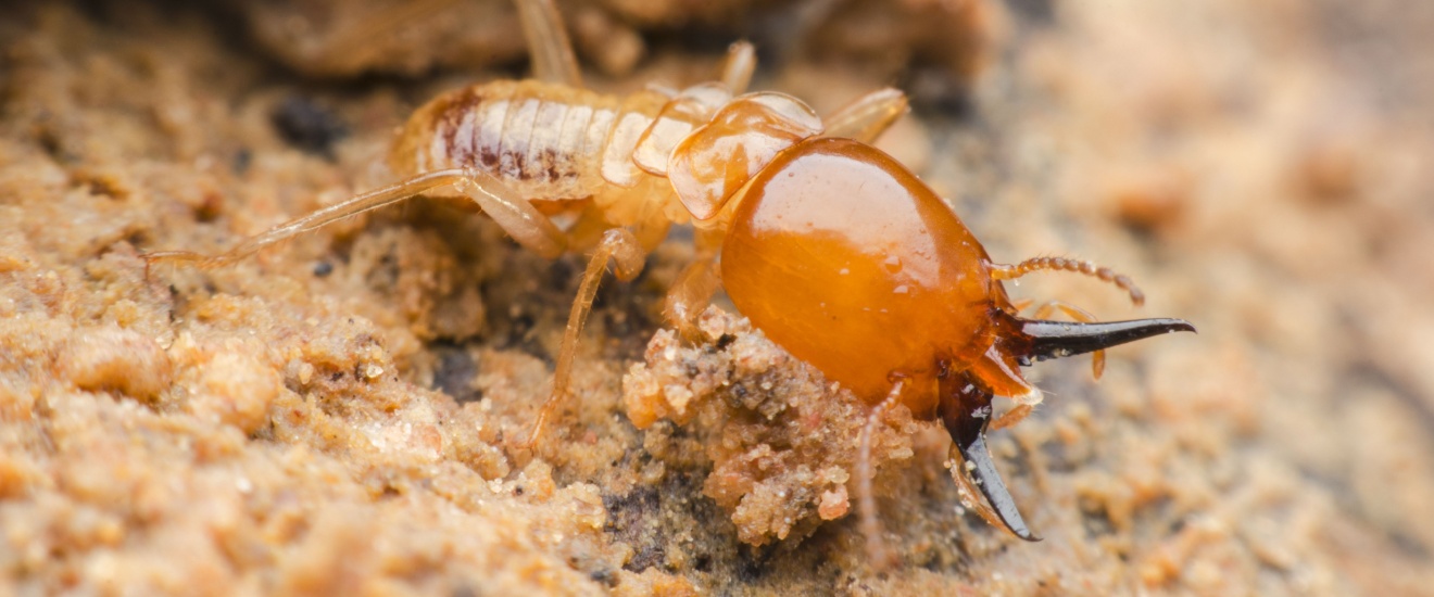 Top 8 Reasons to Choose Pest-R-Us Pest Services for Termite Control