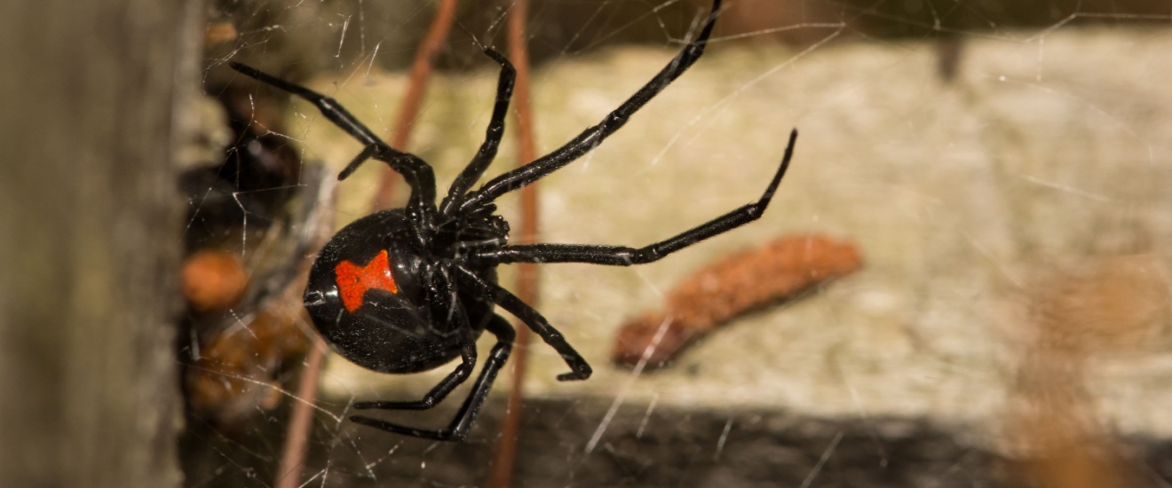 Top 8 Reasons to Choose Pest-R-Us Pest Services for Spider Control