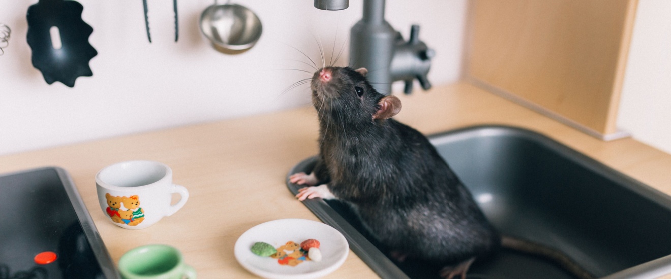 How to Spot Rodent Entry Points in Older San Fernando Valley Homes