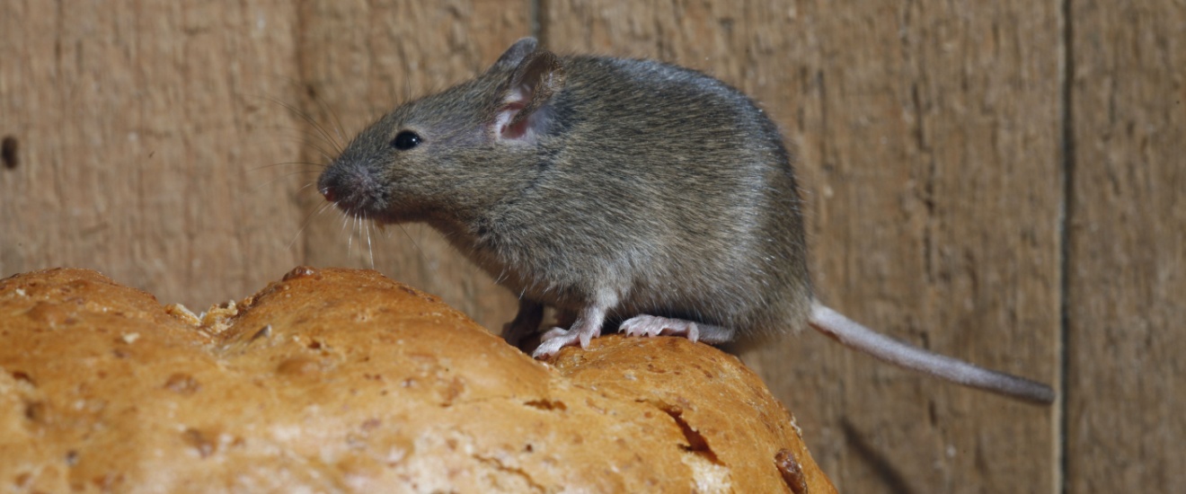 Why Professional Rodent Control is Worth the Investment in LA