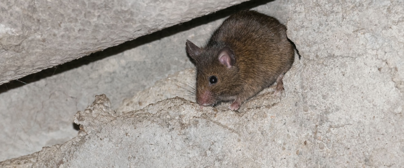Tips for Long-Term Rodent Control Without Harsh Chemicals in California Homes