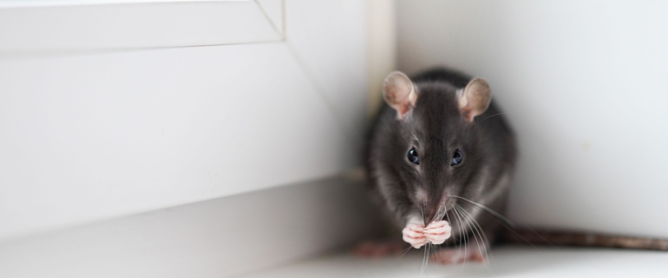 Signs You Have a Rodent Problem in Los Angeles Homes