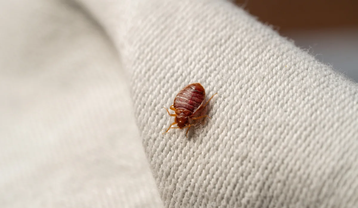 Bed Bugs in an Orange County Apartment: What to Do First