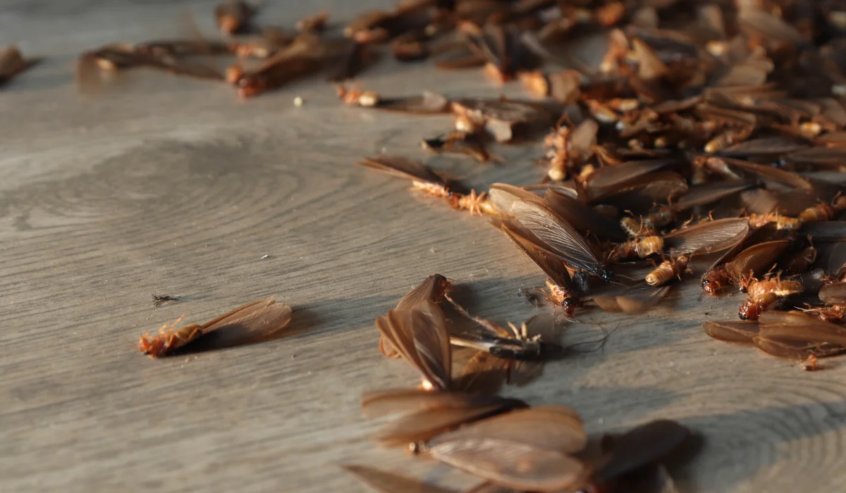 Termite Swarm Season in Walnut Creek: What to Watch For