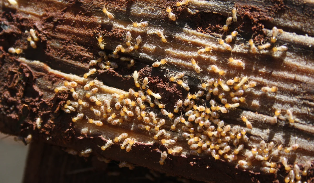 Drywood vs Subterranean Termites in San Francisco: How to Tell the Difference