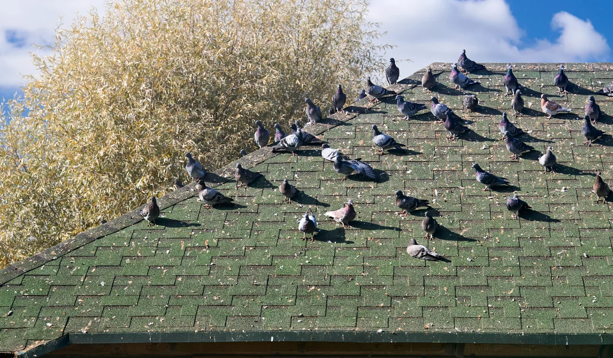 Birds Taking Over Your San Francisco Roof? Here’s How to Deter Them