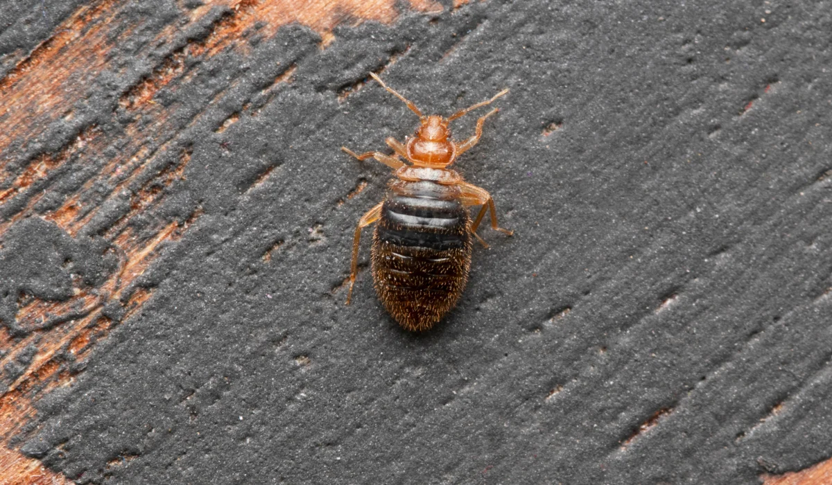 Early Signs of Bed Bugs in Los Angeles County Homes