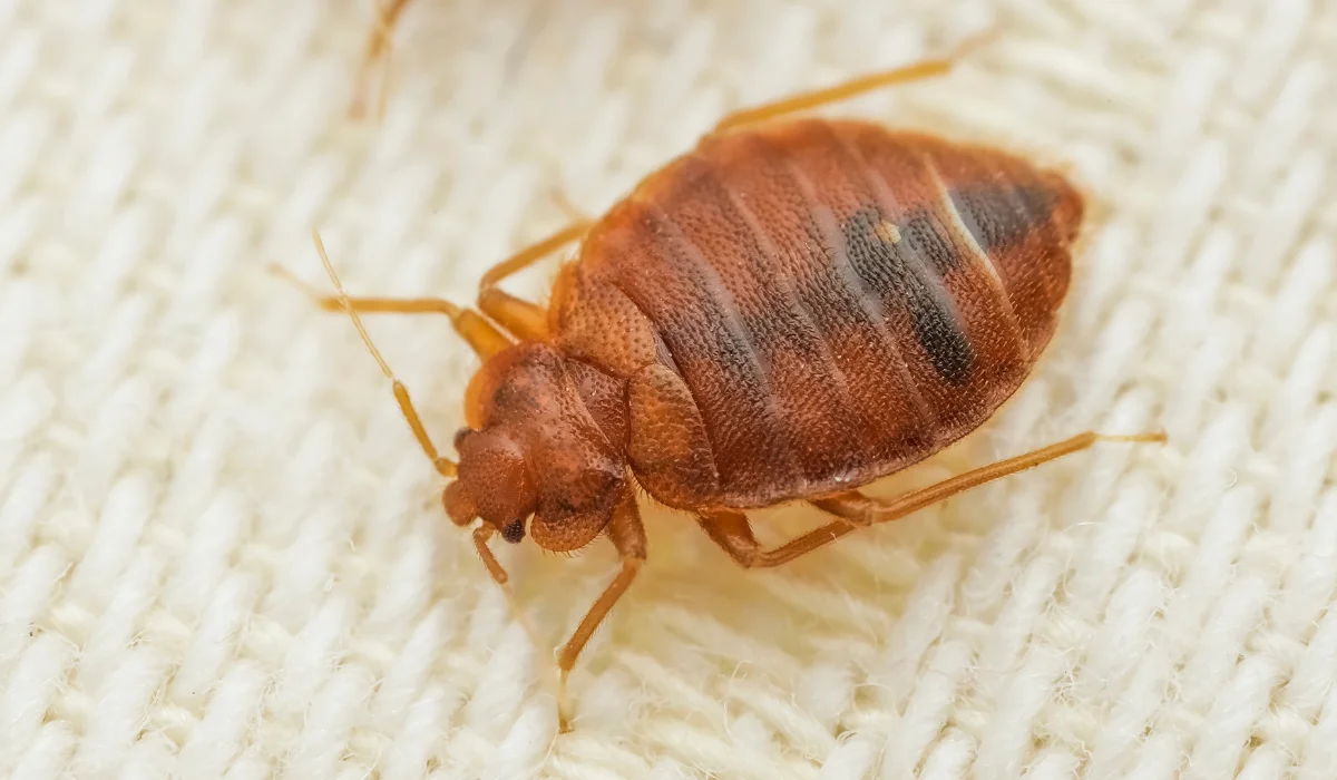 How Long Do Bed Bugs Live Inside California Homes?