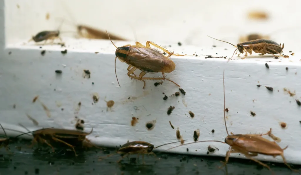 german roach infestation