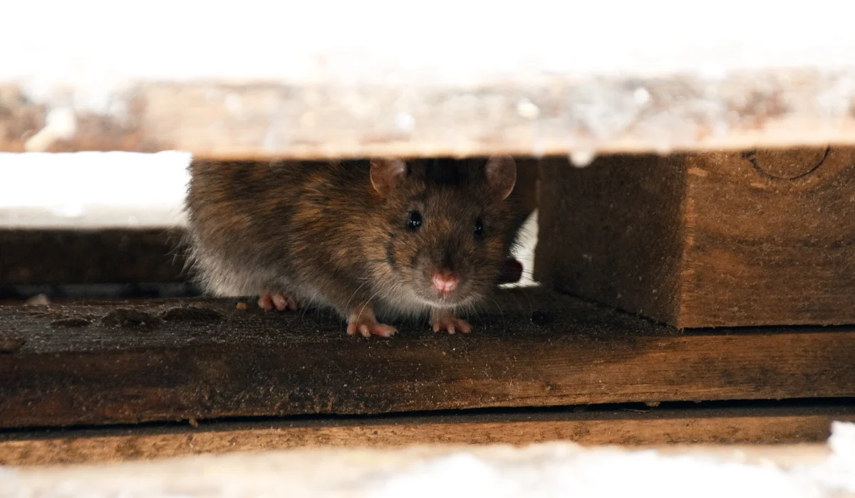 How to Find and Seal Rodent Entry Points in San Francisco Homes