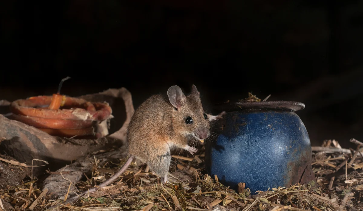 Attic Rat Control in Walnut Creek: What to Do First